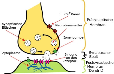 So übergibt die Synapse die Information - (Erfahrungsberichte, Samenerguß, Vorzeitig)
