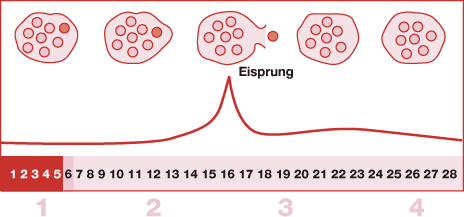 51 HQ Images Wann Genau Ist Der Eisprung - 15 frühe Schwangerschaftsanzeichen: Bin ich schwanger 1 woche nach eisprung testen