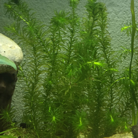 Wie futterreste vom Aquarium entfernen? (Fische, Aquaristik, Futter)