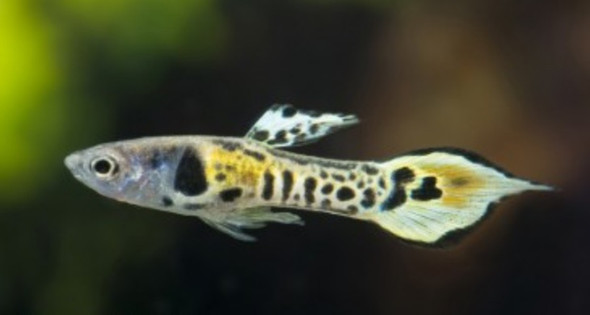 Tiger Endler Guppy - (Fische, Aquarium, Aquaristik)
