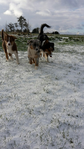- (Hund, Rasse)