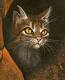 - (Persönlichkeit, Warrior Cats)