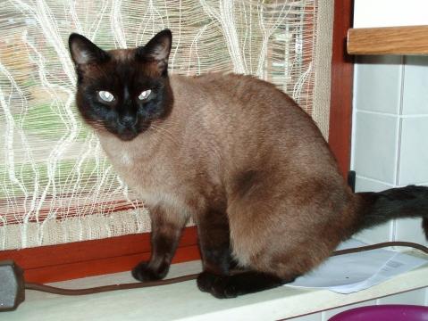 Bilduntertitel eingeben... - (Tiere, Katze)