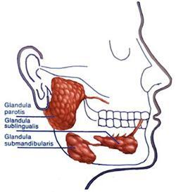 Welche Organe Leigen Im Unterkiefer Gesundheit Schleim Welche Organe Leigen Im Unterkiefer Gesundheit Schleim
