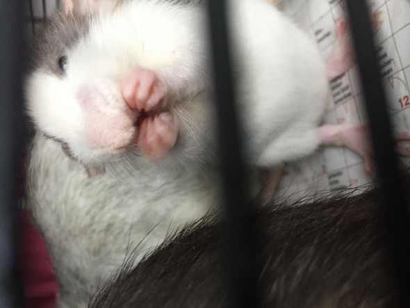 - (Tiere, Katze, Ratten)
