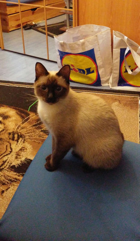 - (Wohnung, Katzen)