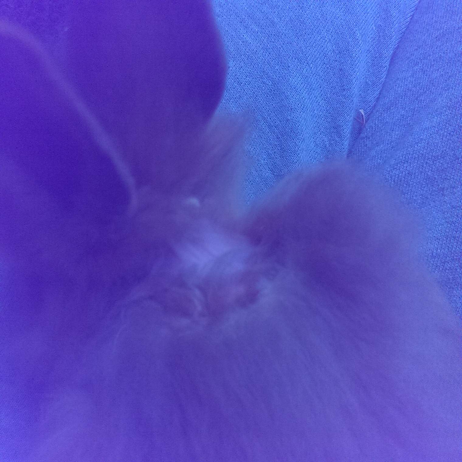 MEIN KANINCHEN HAT VERFILZTES FELL, WAS TUN? (Hasen)