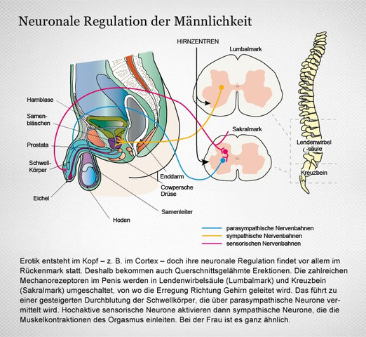 Verlauf Nervenreizleiter Mann - (Sex, Sexualität, Penis)