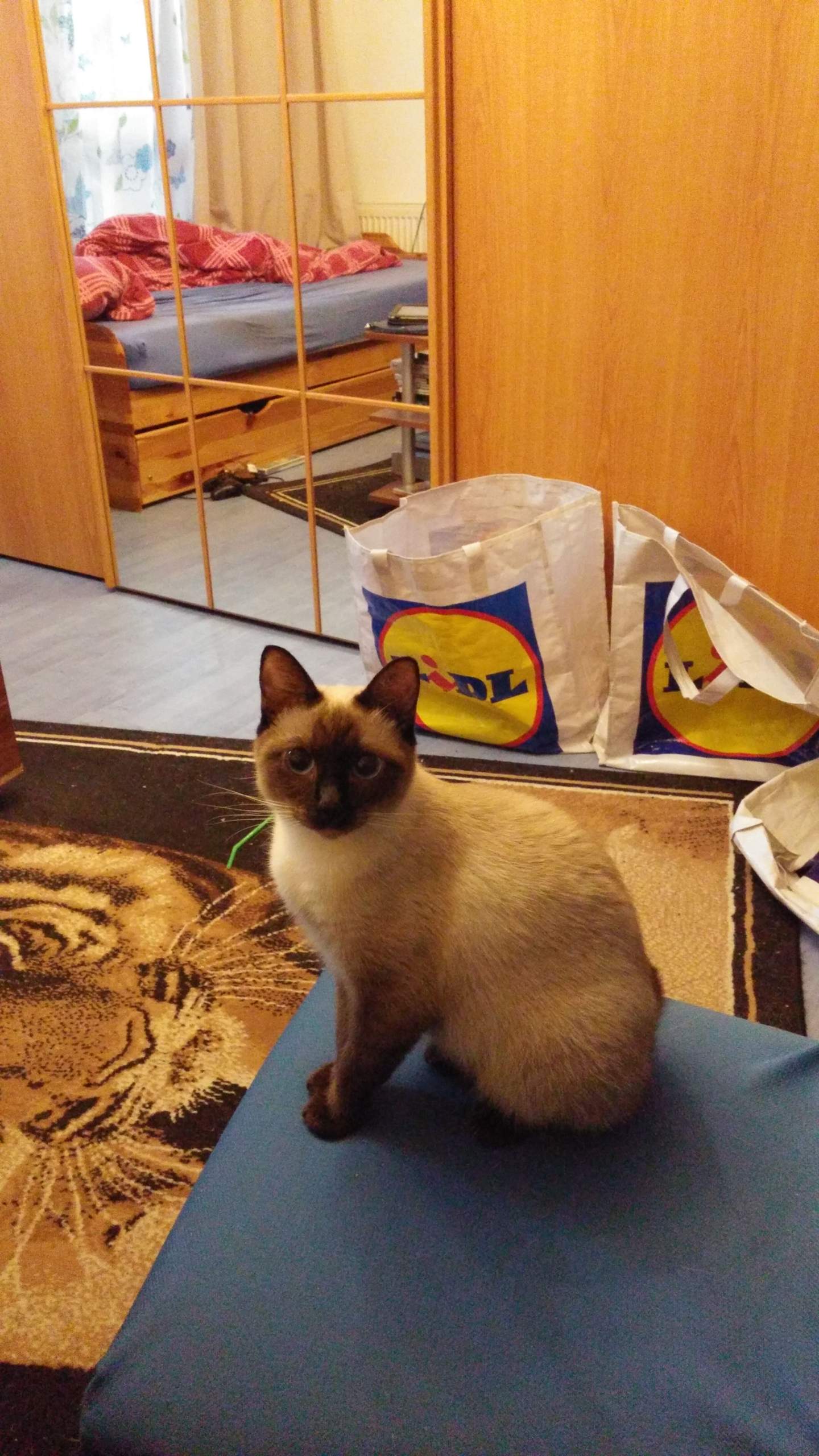 Meine Katze ist so dünn, was tun? (Gewicht, Haustiere, Tierarzt)