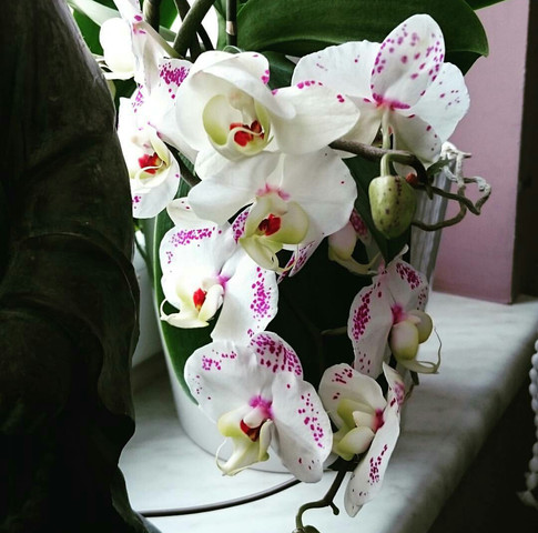  - (Orchideen, bluete)