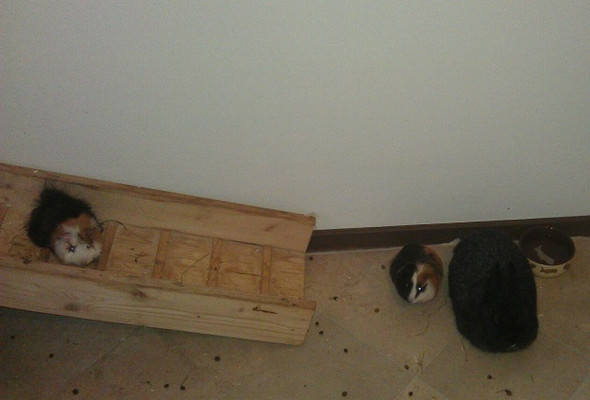 - (Kaninchen, Meerschweinchen, Hasen)