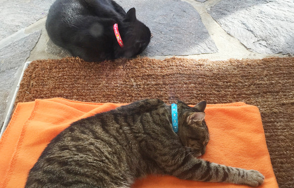 Tinto und Harley mit Papierhalsbändern - (Katze, Katzenhalsband)