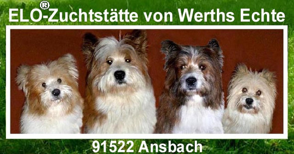  - (Tiere, Hund, Tipps)