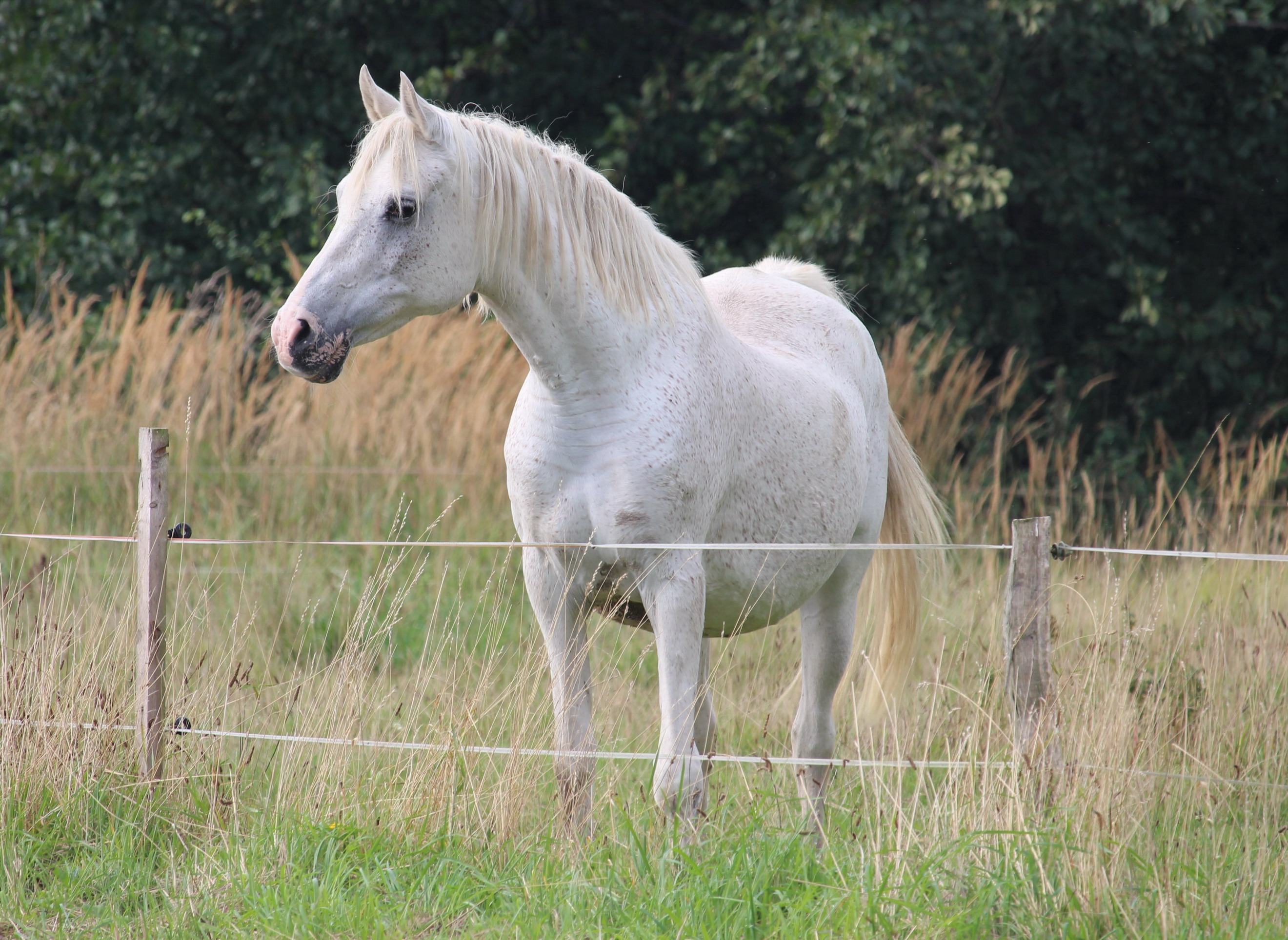 Kennt ihr pferderassen mit hechtkopf? (Tiere, Pferde, Araber)