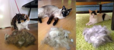 Katze Haart Zu Stark Was Tun Haare Haustiere Kater