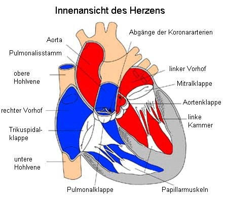 - (Herz, Form)