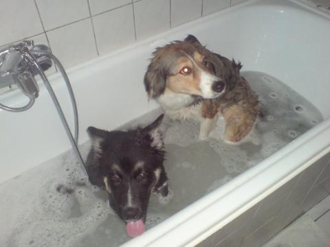 Bilduntertitel eingeben... - (Tiere, Hund, Haustiere)