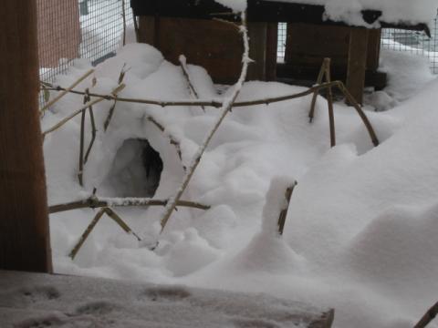 Schneetunnel zum eingeschneiten Häuschen, Dez 2010 - (Wohnung, Garten, Kaninchen)
