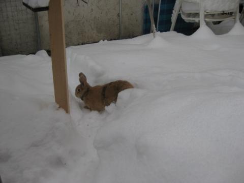 Colleen beim Schneeräumen - (Wohnung, Garten, Kaninchen)