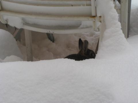  - (Kaninchen, Winterruhe)