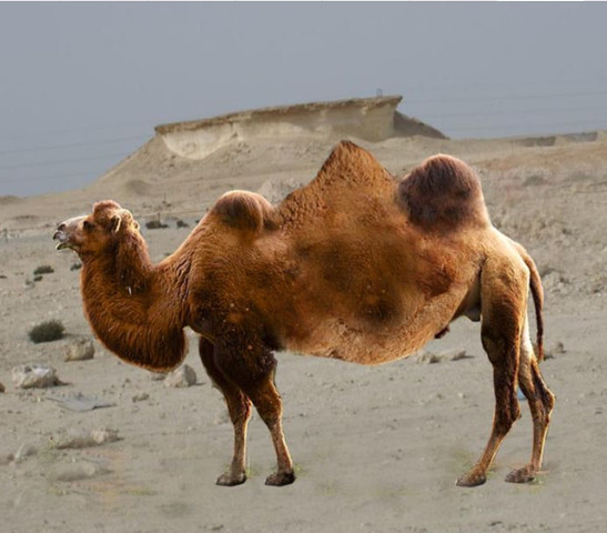 three-humped camel - (Englisch, Witze)