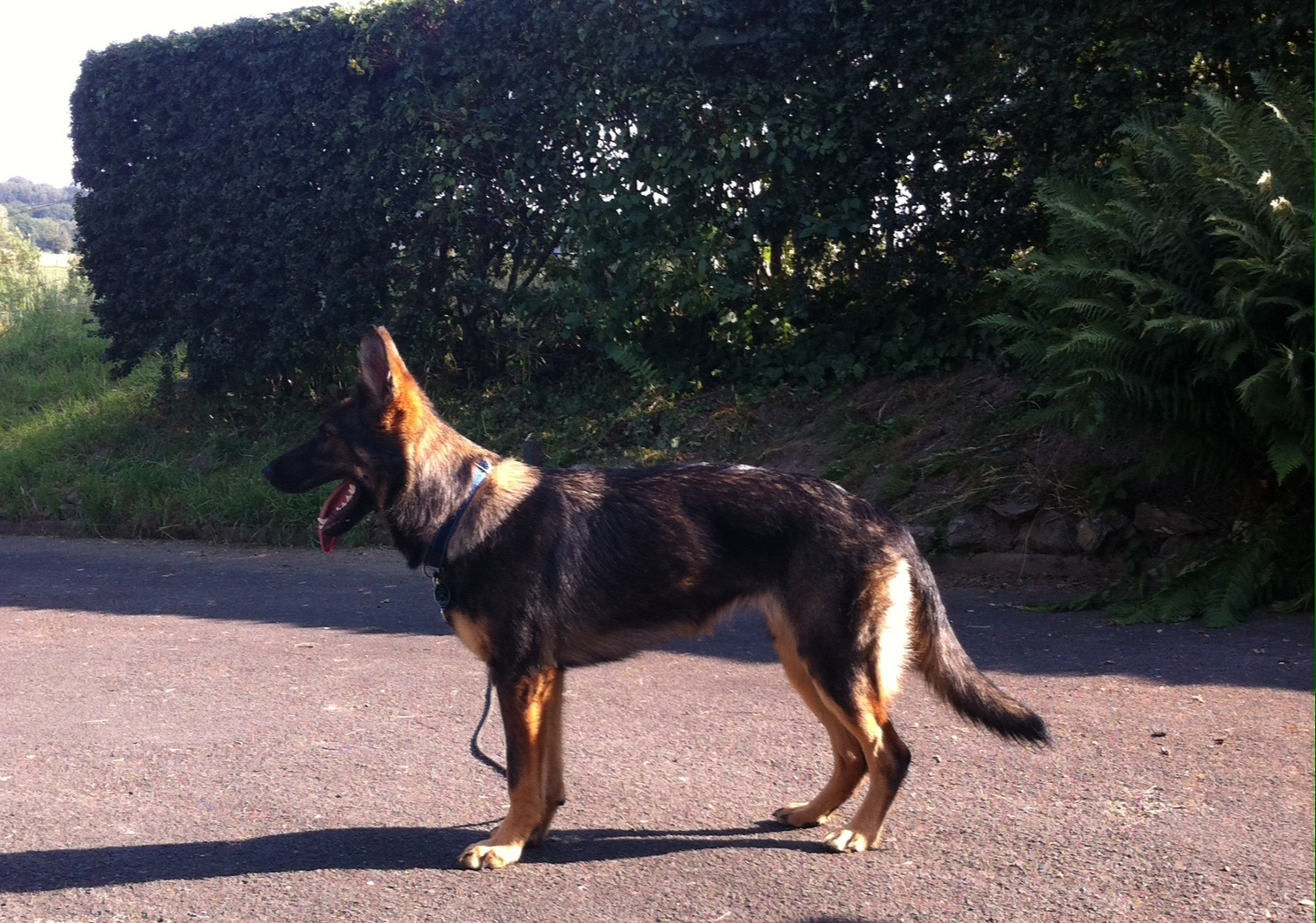 Deutscher Schäferhund gerader Rücken Unterschied? (Gesundheit, Tiere, Hund)
