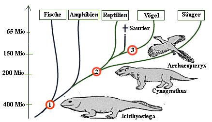 Stammbaum der Tiere - (Evolution, alt, Dinosaurier)