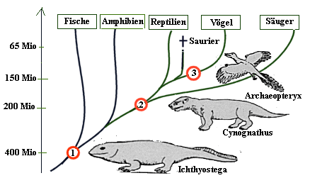 Entwicklungsreihe Der Wirbeltiere alt Evolution Dino entwicklungsreihe-der-wirbeltiere-alt-evolution-dino