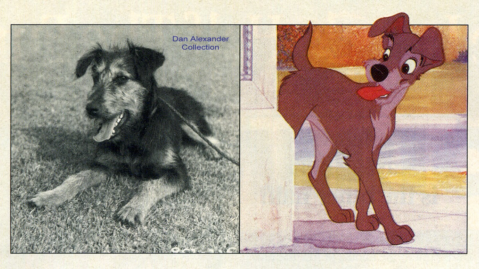 Welche Hunderasse ist Strolch aus Susi und Strolch? (Film, Hund) Welche Hunderasse ist Strolch aus Susi und Strolch? (Film, Hund)
