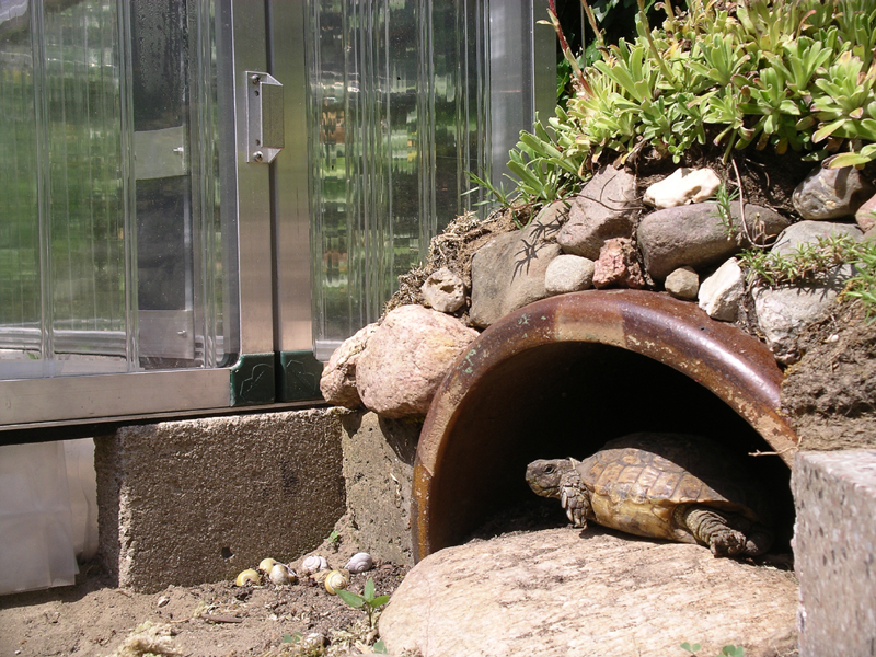 Schildkröte im Garten? (Landschildkröten)