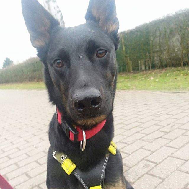 Wird mein Hund noch wachsen? (Schäferhund)