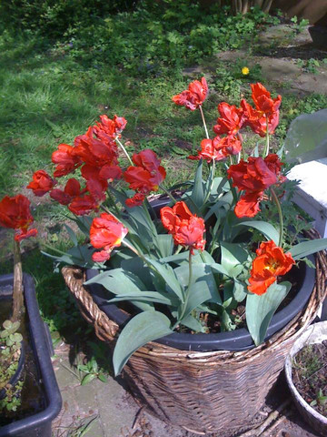 tulpen im korb - (Garten, Tulpen, Blumenzwiebeln)