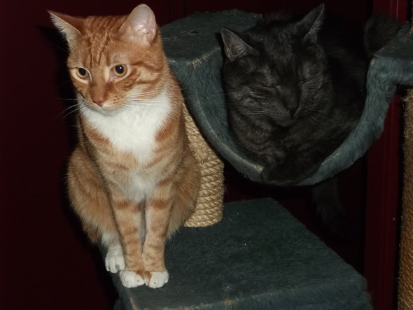 - (Katze, Rasse)