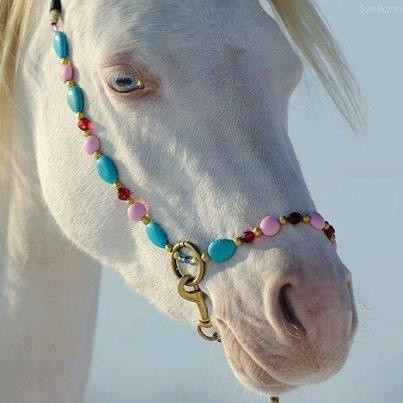 www.pinterest.com - (Pferde, Farbe)