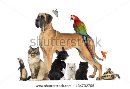 - (Hund, erwachsen, nicht-stubenrein)