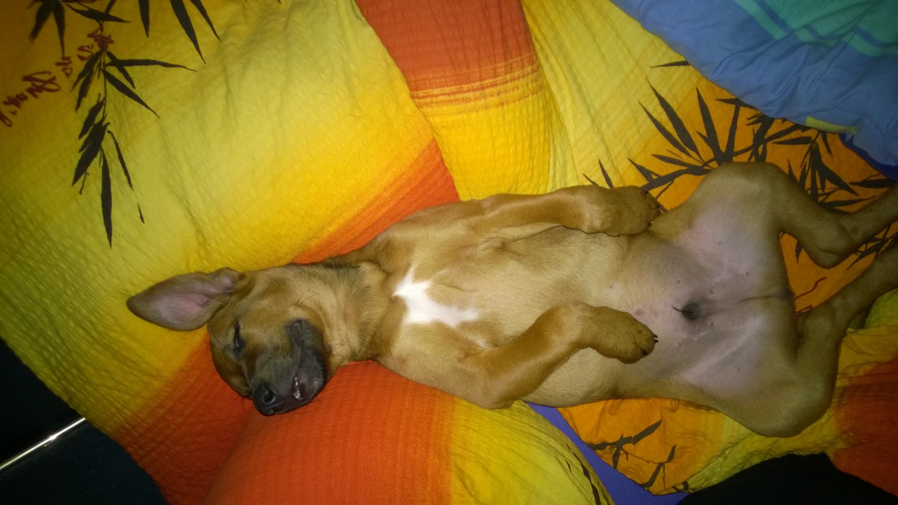 Warum legt mein Hund seinen Kopf immer dahin? (Verhalten)