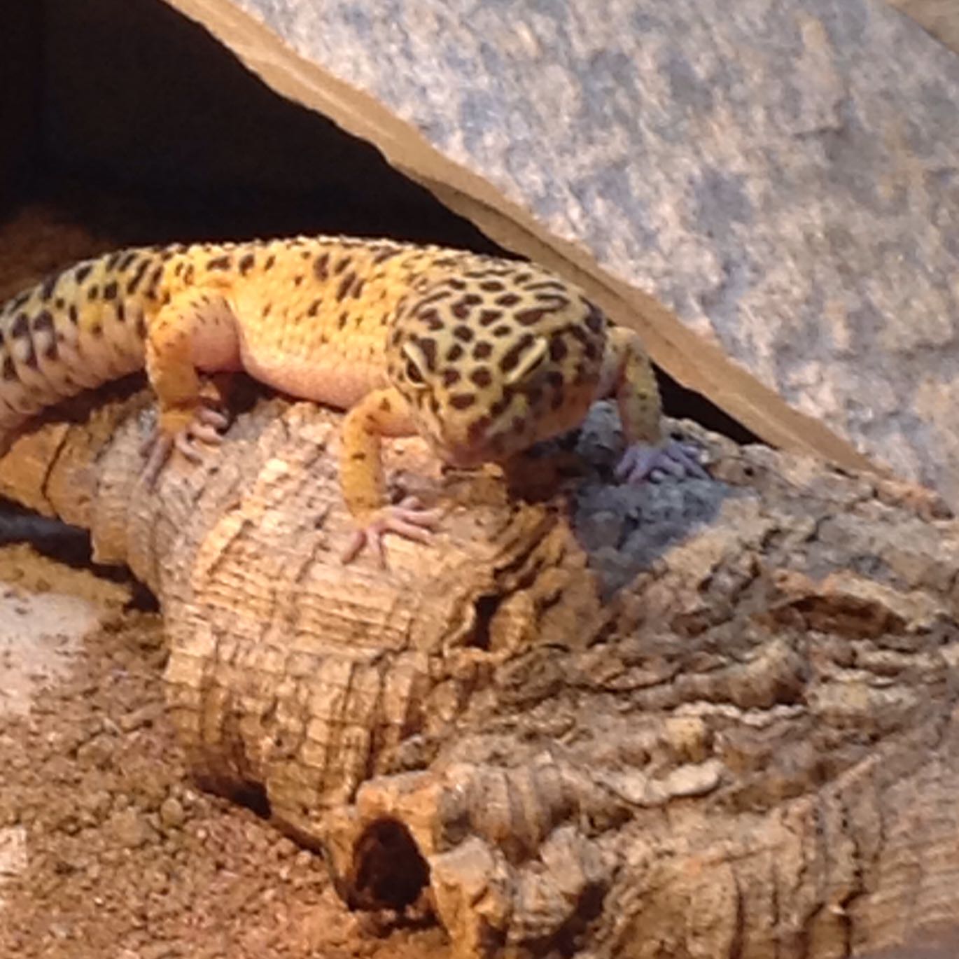 Leopardgeckos oder Bartagame? (Geld, Haltung, Terrarium)