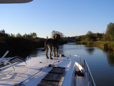 Auf dem Hausboot - (Hund, tierpension, Hundepension)