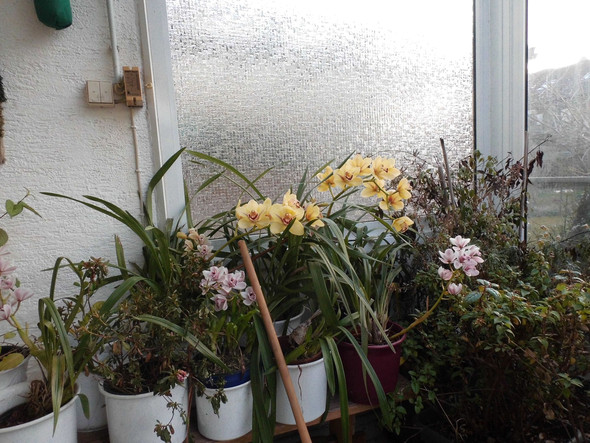 Orchidee - (Pflege, Pflanzen, Haltung)