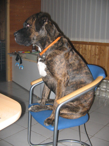 Ich setz mich mal auf den Stuhl vom Boss. Der merkt das nicht, oder? - (Hund, Pool)