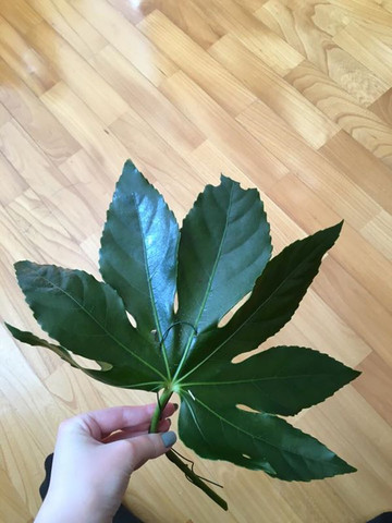 - (Pflanzen, Kaninchen, giftig)
