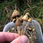 - (Drogen, Natur, Wald)