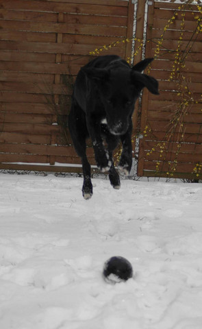 Mäuselsprung - (Hund, aktiv, Labrador)