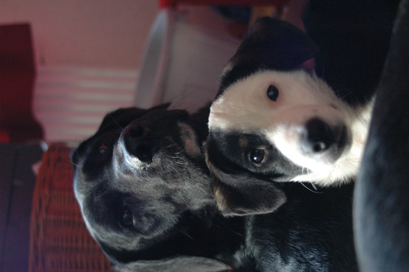 Best friends - (Hund, aktiv, Labrador)