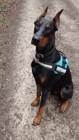 - (Hund, Geschirr)