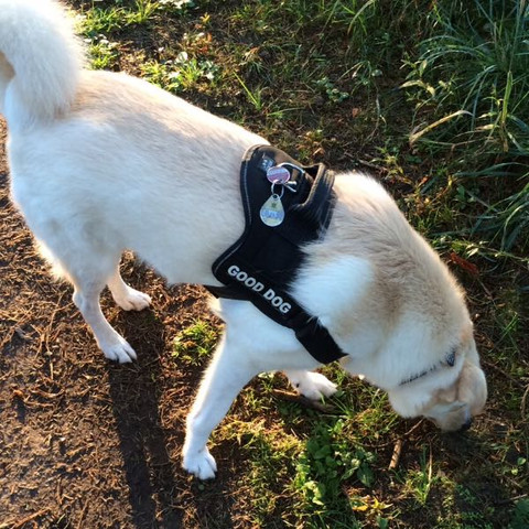Julius K9 - (Hund, Geschirr)