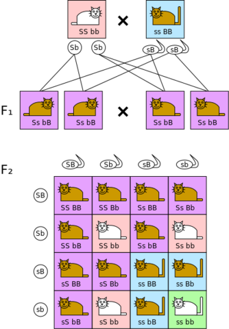 Katzenfarbe - (Tiere, Biologie, Katzen)