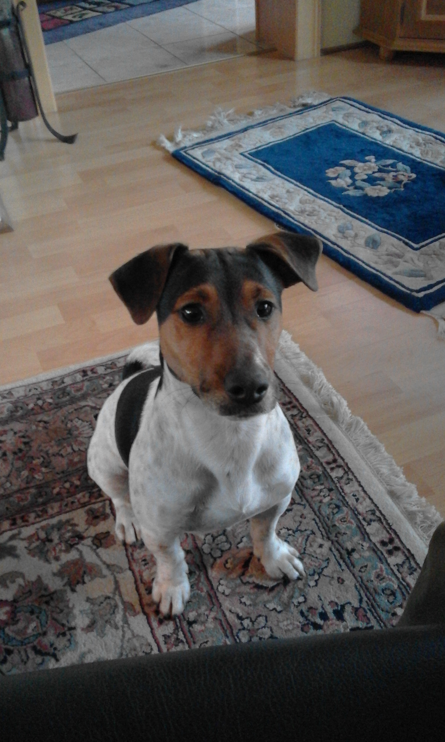 mein hund leckt mich meistens übelst lang ab, so an der hand