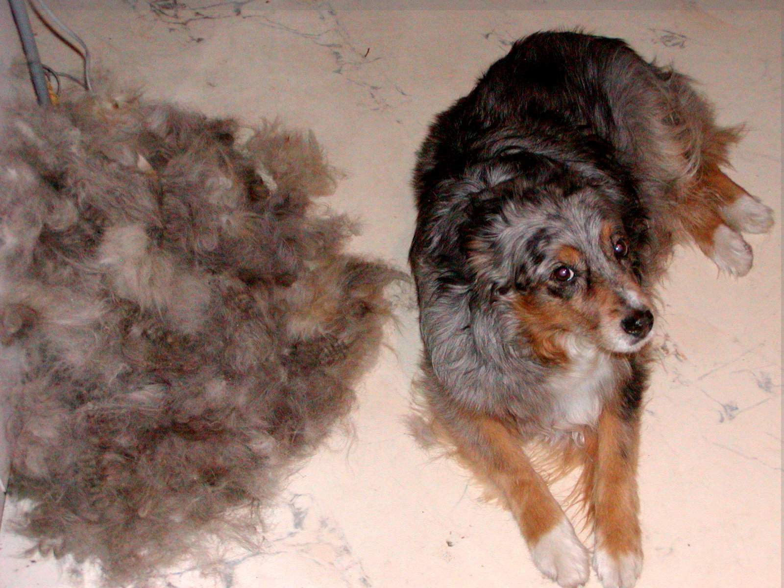 Ist es normal wenn mein Australian shepherd so viel Fell verliert