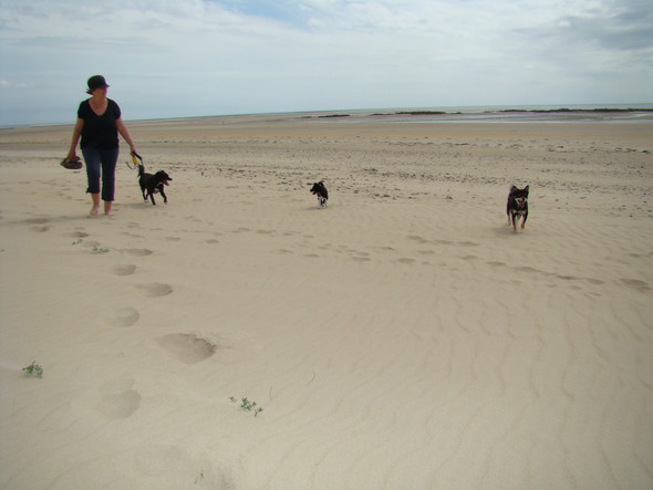 toben am meer - (Hund, Bewegung)